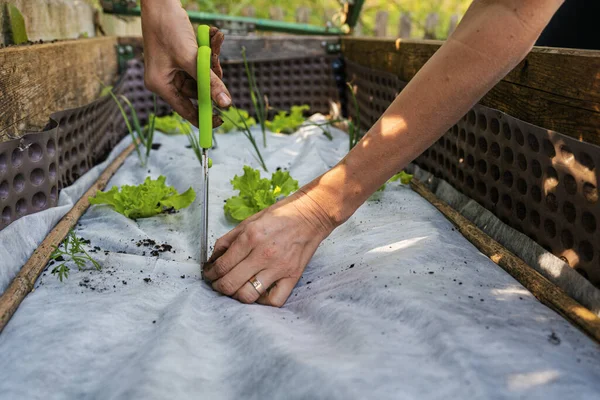 庭に野菜の苗を植えるために白い保護庭のネットで穴を切る女性のクローズアップビュー — ストック写真