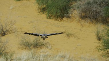 Yerin üstünde uçan kartal. Kanatlarını aç ve avını ara..