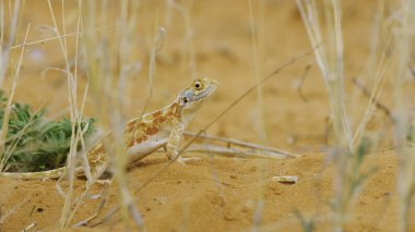 Kumda kertenkele. Sarı kumdaki sarı kertenkele.