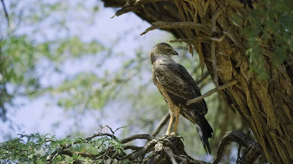 Small African Eagle Sits Branch — 스톡 사진