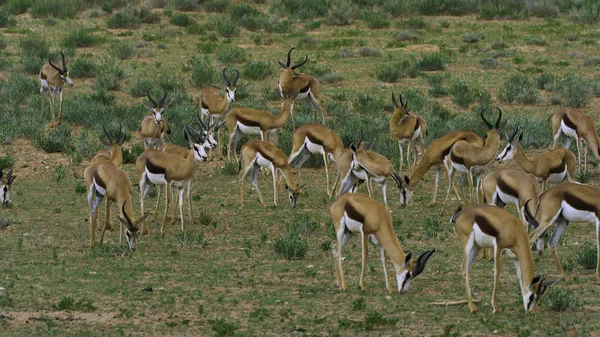 Flock African Antelopes Eat Grass — 스톡 사진