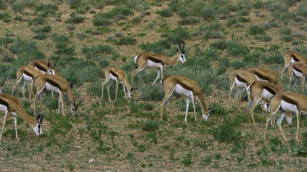 Flock African Antelopes Eat Grass Beautiful Photo — 스톡 사진