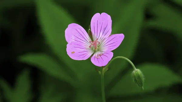 Pink Flower Blurred Background Flower Close — 스톡 사진