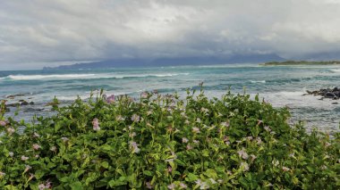 Pembe çiçekler. Arka planda mavi okyanus dalgaları. Beyaz bulut.
