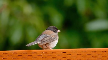 Serçeyi yaklaştır. Sırtı kameraya dönük serçe..