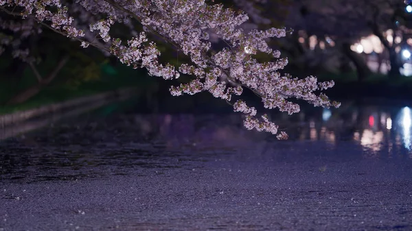 Вишня Цветет Воды Листья Падают Поверхность Воды — стоковое фото