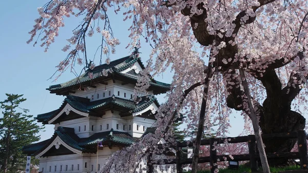 Kiraz çiçekleri. Arka planda renkli bir Japon tapınağı var..