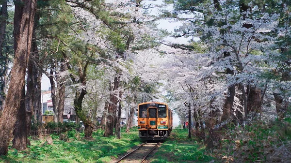 Tren kiraz çiçeğinin yanından geçer. Çiçek açan ağaçların ortasında tren..