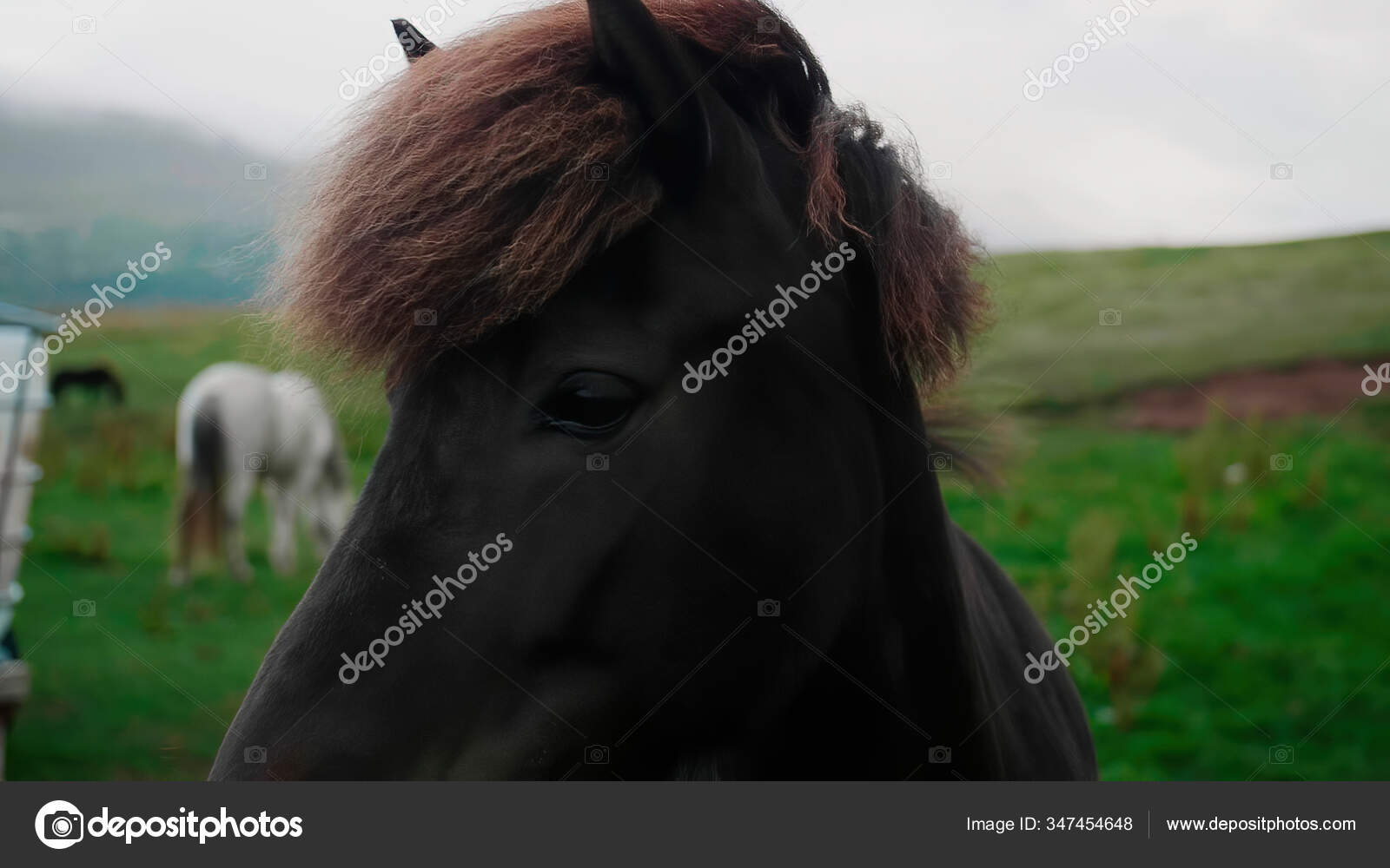 Cavalo Que Olha Para a Frente Imagem de Stock - Imagem de beleza, porta:  108436819