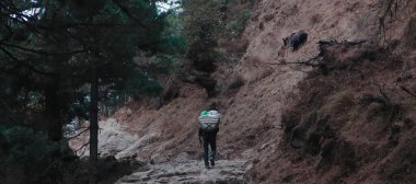 Tibetli nakliyeci dağda erzak taşıyor. Onun üstünde bir dağ keçisi var..