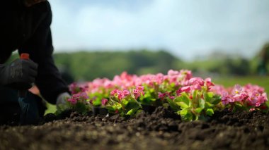 Çiçek tarlasına çiçek eken bir adam. Çiçekler üzerinde duruluyor. Kentsel çiçek yataklarında bahar çiçekleri.
