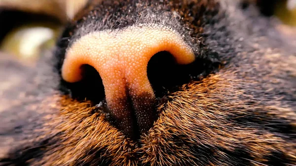 Aus Nächster Nähe Katzennase Nähe Katzen Als Hintergrund Tragen — Stockfoto