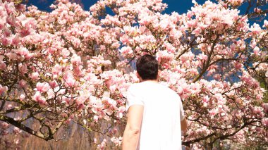 Ağaçlara pembe bahar çiçekleri. Bahar çiçekleri. Bir adam ağaçlardaki çiçekleri inceliyor..