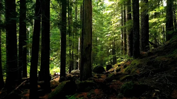 Old forest. Old dense forest. On the moss trees.