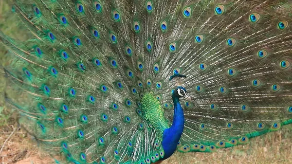 Peacock Spreidt Zijn Staart Uit Prachtige Staart Van Een Pauw — Stockfoto
