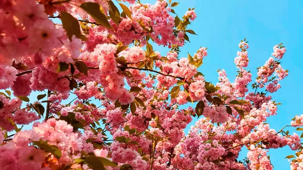 Ağaçlara pembe bahar çiçekleri. Bahar çiçekleri. Gökyüzüne karşı.