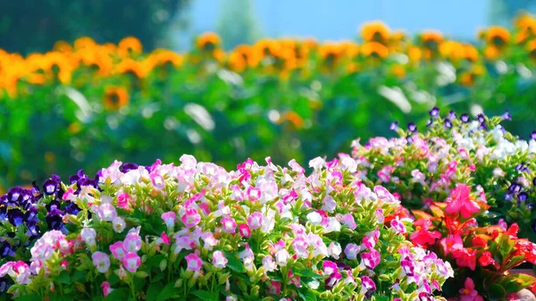 Blumen Verschiedenen Farben Der Hintergrund Verschwimmt — Stockfoto