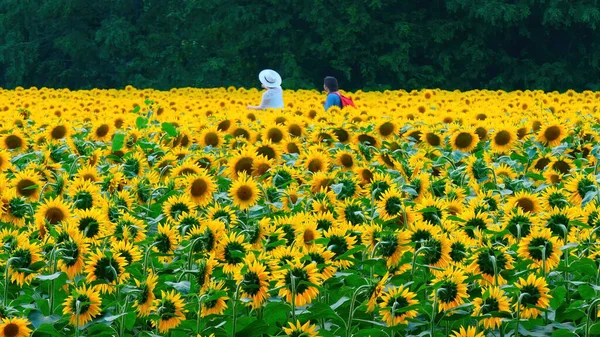 Campo Girassol Duas Pessoas Estão Caminhando Pelo Campo — Fotografia de Stock