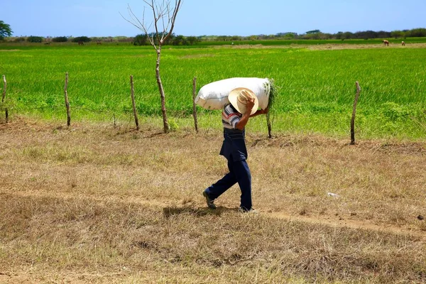Rolnik z obciążeniem w centrum Kuby — Zdjęcie stockowe