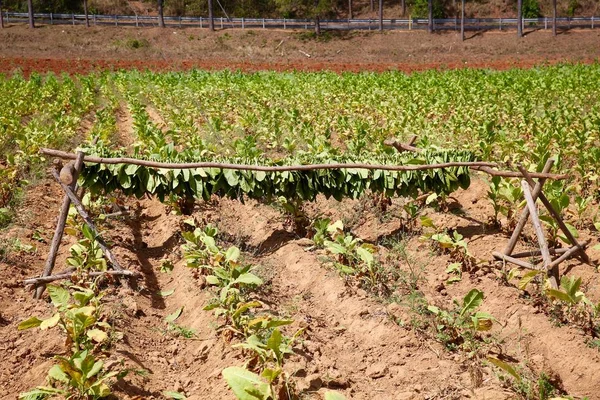 Foglie di Tabacco Fresco Asciugatura in Campo, Cuba — Foto Stock