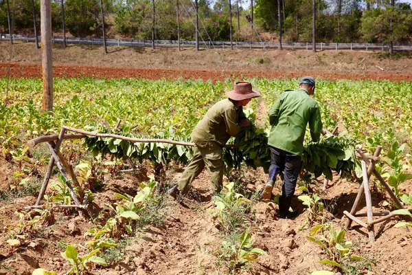 Agricultores cubanos que secam tabaco no campo — Fotografia de Stock