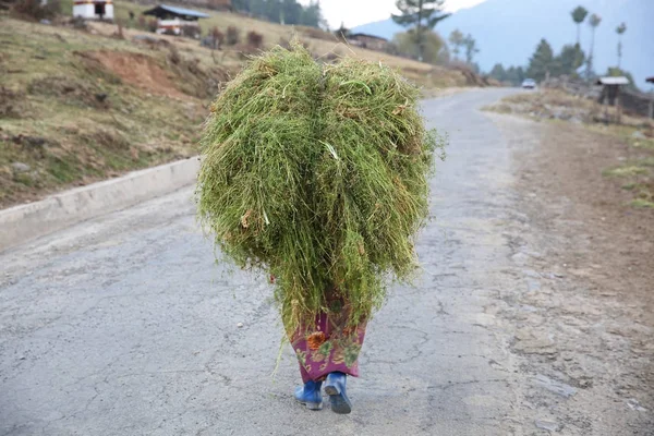 Boerderij vrouw met zware lading graan in Bhutan, achteraanzicht — Stockfoto