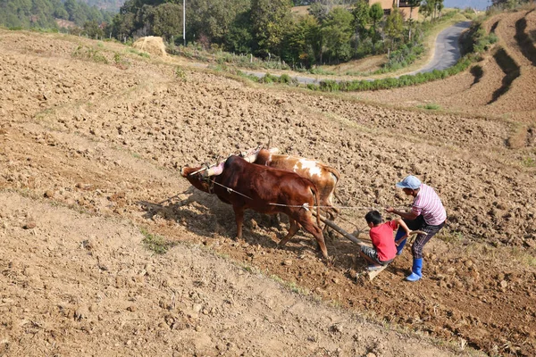 Mezőgazdasági termelő és fia szántani a mező, Bhután — Stock Fotó