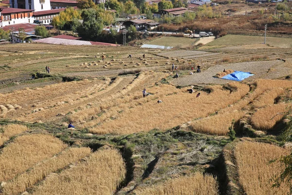 Los arrozales, Bután — Foto de Stock