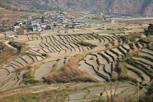 Paisaje escénico de arroz con arroz con pueblo, Bután — Foto de Stock