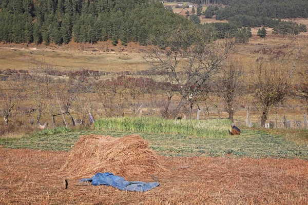 Woman Cutting Grain, Bhutan — Stock Photo, Image