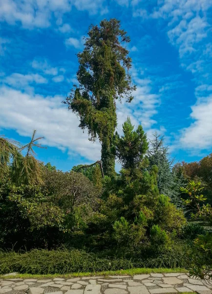 Árbol Verde Alto Arbusto Alrededor Del Cielo Azul —  Fotos de Stock