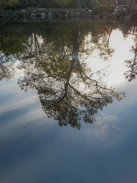 Riesiger Baum Spiegelt Sich Sonnigem Tag See — Stockfoto