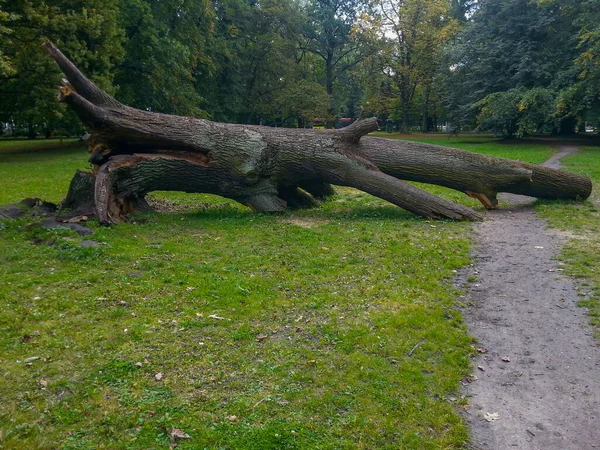 Árbol Enorme Caído Camino Parque Del Sur Wroclaw —  Fotos de Stock