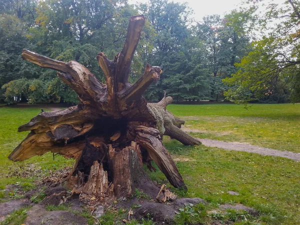 Raíz Del Árbol Enorme Caído Camino Parque Del Sur Wroclaw —  Fotos de Stock