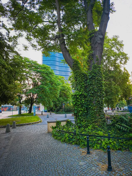 Pavimento Hormigón Gris Con Árboles Verdes Alrededor — Foto de Stock