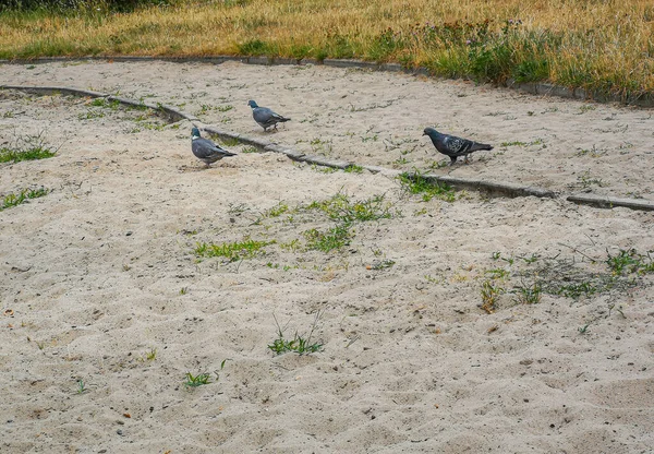 Gołębie Spacerujące Piasku Rosnąca Zielona Trawa — Zdjęcie stockowe