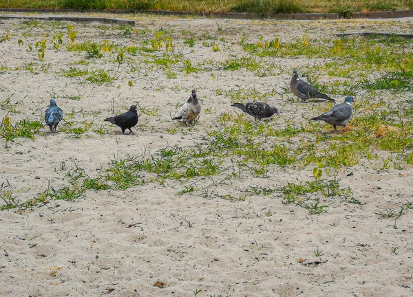 Tauben Laufen Auf Sand Und Wachsen Auf Grünem Gras — Stockfoto