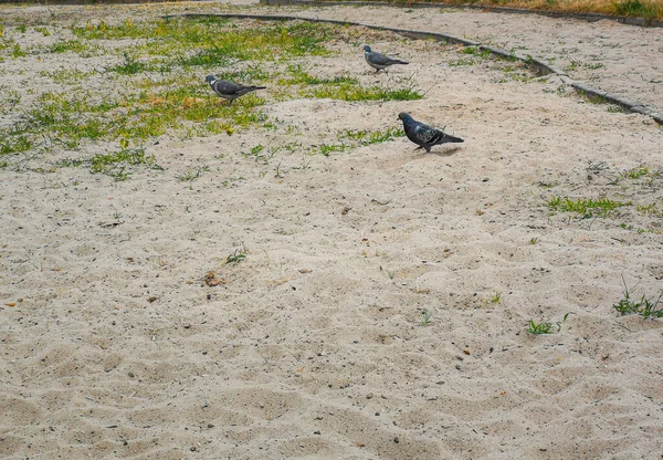 Güvercinler Kumların Üzerinde Yürüyor Yeşil Çimenler Büyüyor — Stok fotoğraf