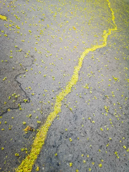 Groene Lijn Door Bloemen Het Centrum Van Bestrating — Stockfoto