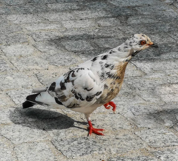 Şehir Merkezinde Kırmızı Gözlü Beyaz Güvercin Kaldırımda Yürüyor — Stok fotoğraf