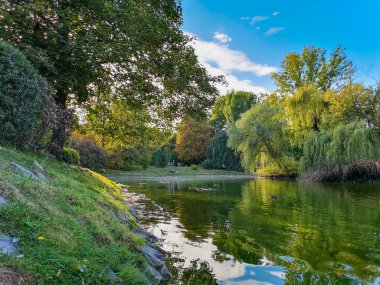 Wroclaw Tolpa Parkı 'nda yüzen ördekler