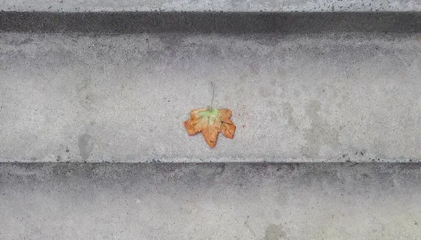 Vieille Feuille Orange Sèche Sur Escalier Béton Gris — Photo