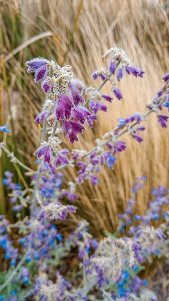 Purple and blue flowers on small branch with yellow blurry background