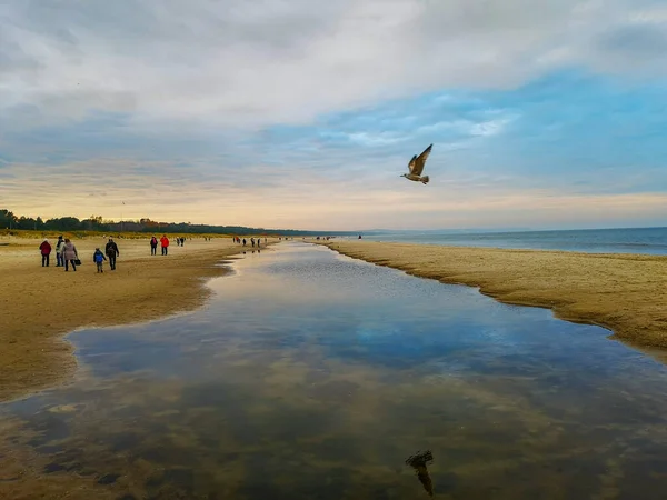 Пляж Балтийского Моря Свиноуйске Ноябре Ходячими Людьми Чайкой Летающей Отражающейся — стоковое фото