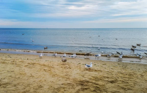 Plage Près Mer Baltique Swinoujscie Novembre Pleine Mouettes Blanches — Photo