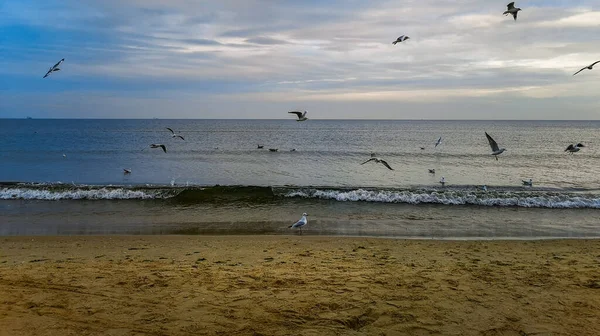 Strand Der Ostsee Swinemünde November Voller Weißer Möwen — Stockfoto