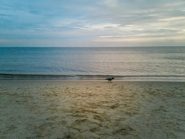 Raven Andando Praia Perto Água Sobre Mar Báltico Swinoujscie Novembro — Fotografia de Stock