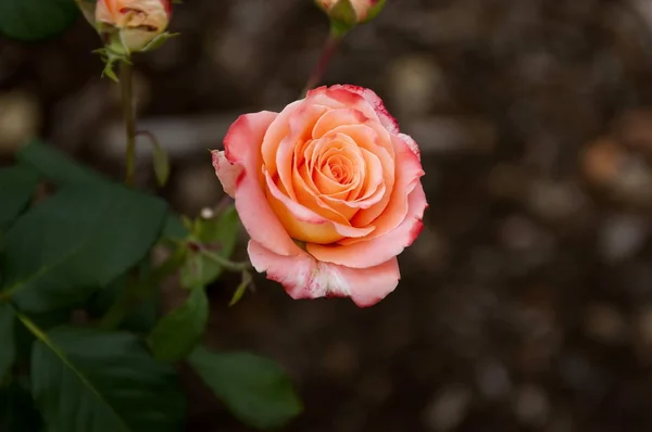 Jardín Botánico Emmarentia - Flores de rosas — Foto de Stock