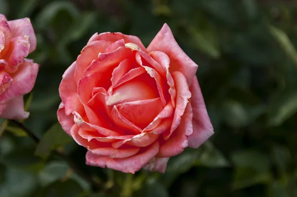 Jardín Botánico Emmarentia - Flores de rosas — Foto de Stock