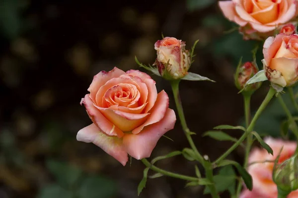 Jardín Botánico Emmarentia - Flores de rosas — Foto de Stock